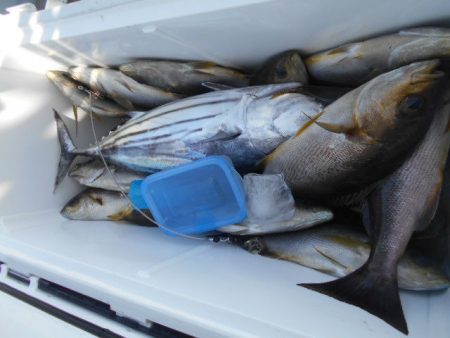 大進丸（愛知） 釣果