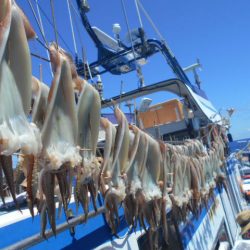 大進丸（愛知） 釣果