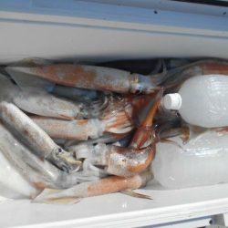 大進丸（愛知） 釣果