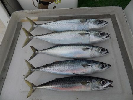 フィッシングボート空風（そらかぜ） 釣果