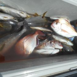 大進丸（愛知） 釣果