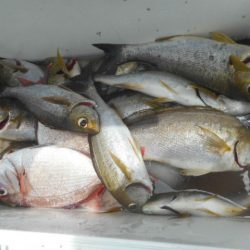 大進丸（愛知） 釣果