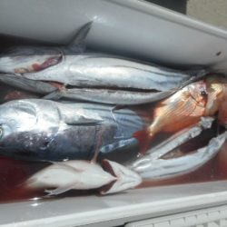 大進丸（愛知） 釣果