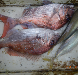 作十丸 釣果