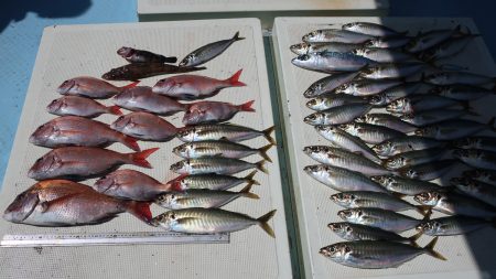 はらまる 釣果