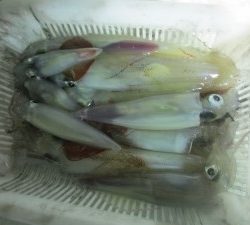 兼六丸 釣果