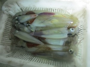 兼六丸 釣果