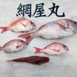 網屋丸 釣果