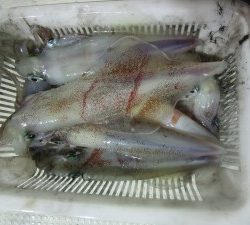 兼六丸 釣果