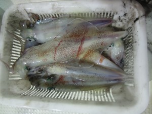 兼六丸 釣果