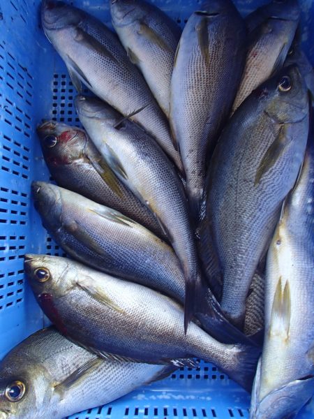 久六釣船 釣果