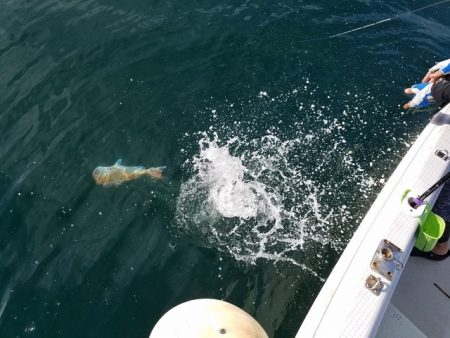 遊漁船　ニライカナイ 釣果