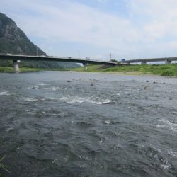 狩野川（狩野川漁業協同組合） 釣果