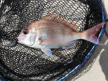 剣 釣果