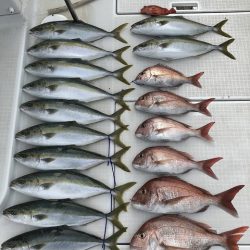 剣 釣果