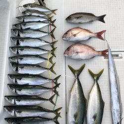 剣 釣果