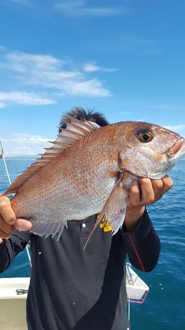 海峰 釣果