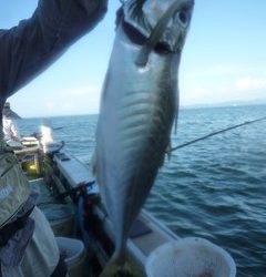 松福丸 釣果