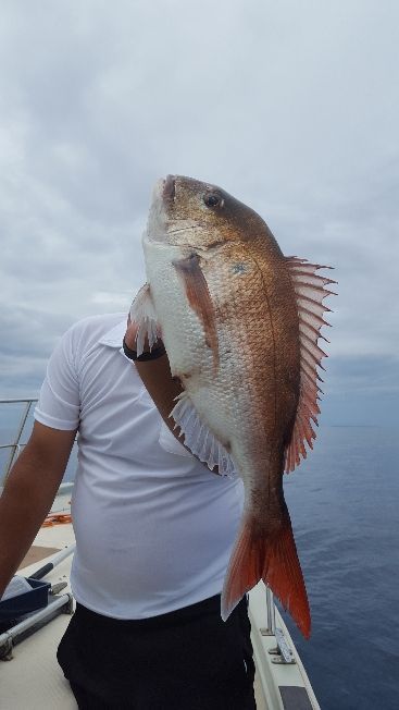 海峰 釣果