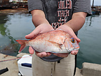 魚英 釣果