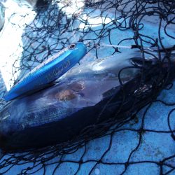 松鶴丸 釣果