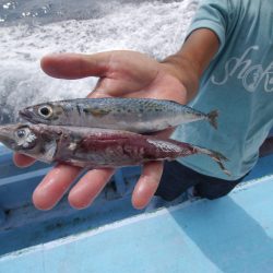 松鶴丸 釣果