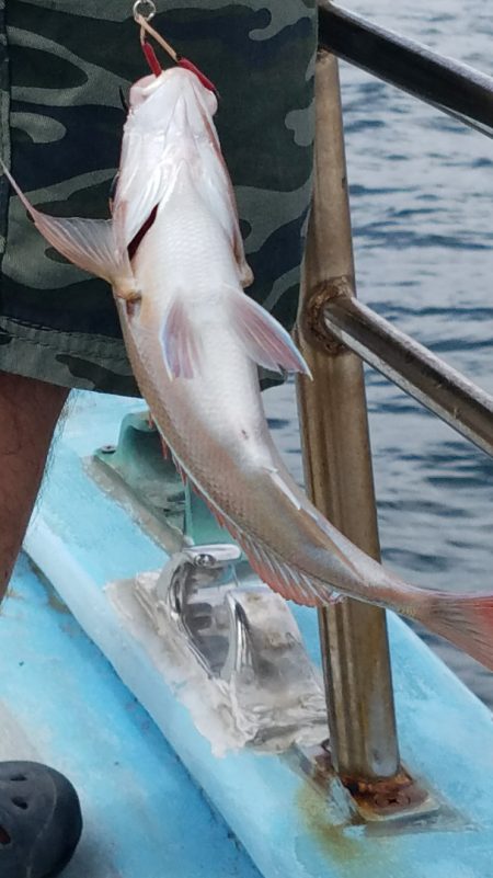 みやけ丸 釣果