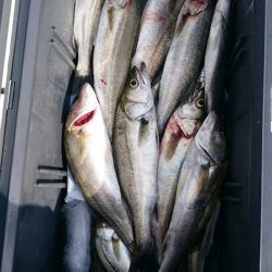 海龍丸（石川） 釣果