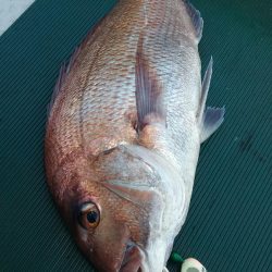 鷹王丸 釣果