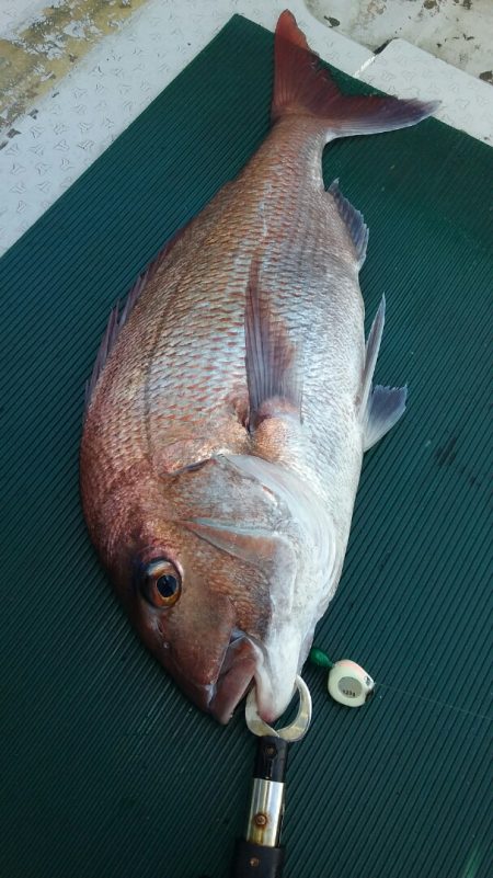 鷹王丸 釣果