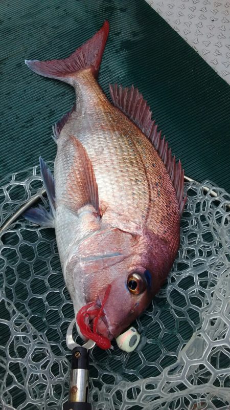 鷹王丸 釣果