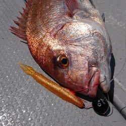 だて丸 釣果