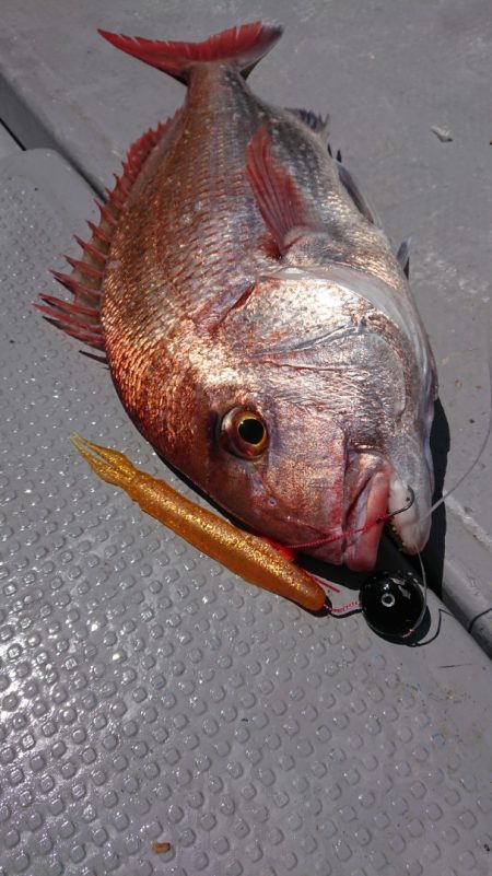 だて丸 釣果