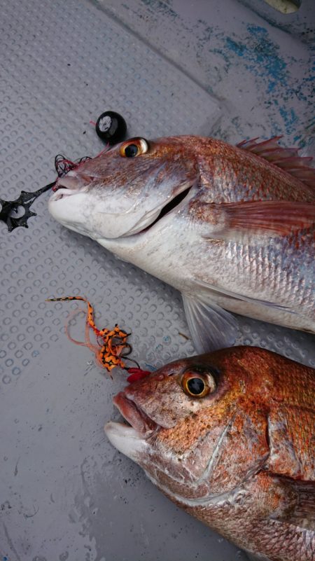 だて丸 釣果