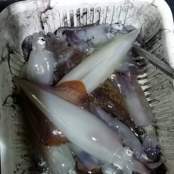 鷹王丸 釣果