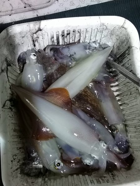 鷹王丸 釣果