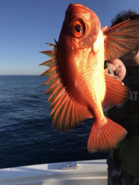 アマテラス 釣果