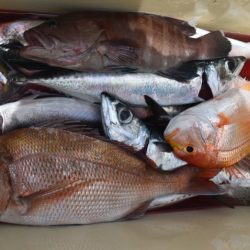 渡船屋たにぐち 釣果