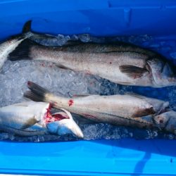 海龍丸（石川） 釣果