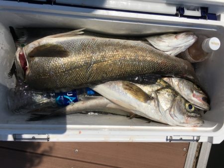 うさぎ丸 釣果