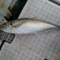 bay style 釣果