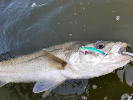 アマテラス 釣果