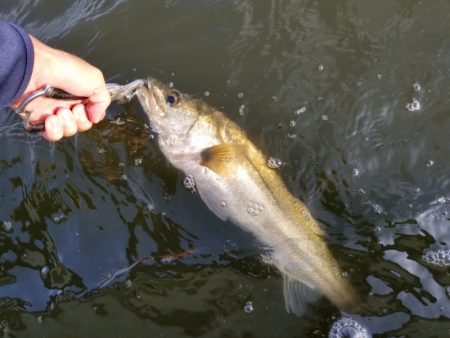 アマテラス 釣果