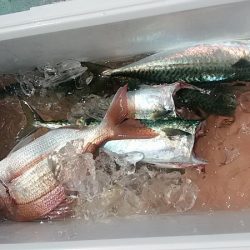 ぽん助丸 釣果