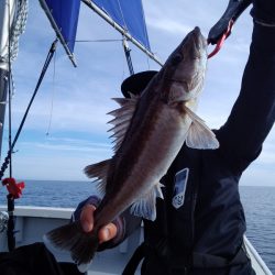 ひな丸 釣果