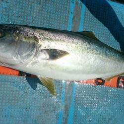 シースナイパー海龍 釣果