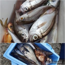 もと明丸 釣果