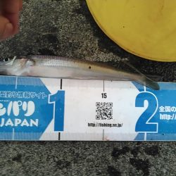 田子の浦 良型シロギス釣れてます！
