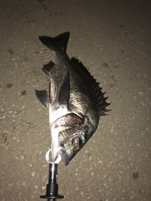 カニの引き釣りでチヌ