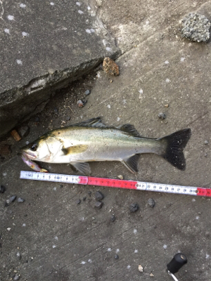 小物ばかりでも入れ食いだと楽しいね